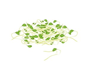 Fresh Mung Beans Sprouts on White Background