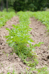 Potato field