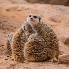 Group of meerkats hugging