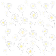 Obraz premium Daisy White Background