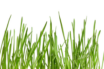 Wheat grass