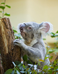 koala bear in forest