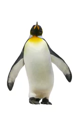 Photo sur Aluminium Pingouin Emperor penguins
