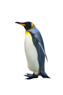 Emperor penguins.