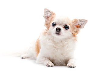 furry white with red  Chihuahua dog on white background