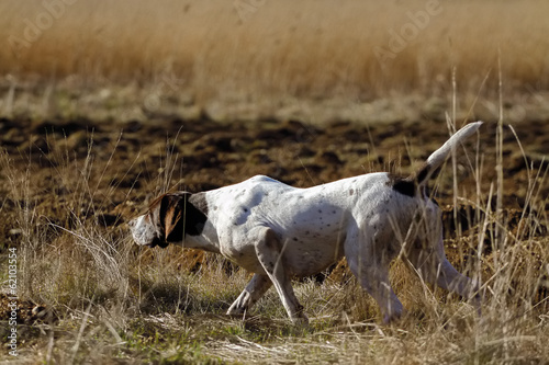 German Shorthaired Pointer Hunting Stock Photo And Royalty Free