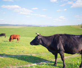 Herd of cows on green summer field