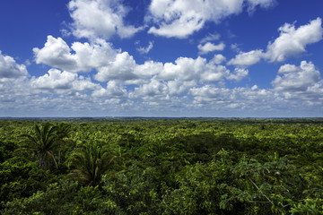 Fototapeta na wymiar Jungle view