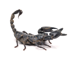 Scorpion Pandinus imperator isolated on white background