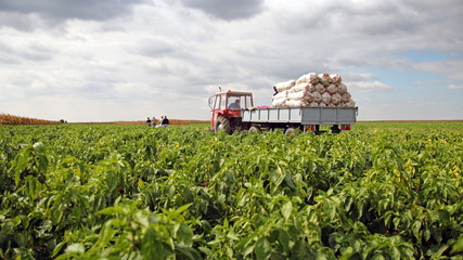 Field Workers in a Pepper Field