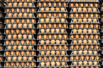 chicken eggs in trays