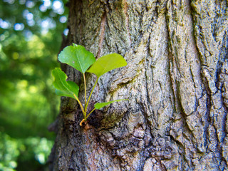 Bark and new branch with leaves of tree in forest. Nature.