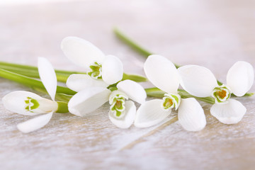 Beautiful snowdrops on wooden background