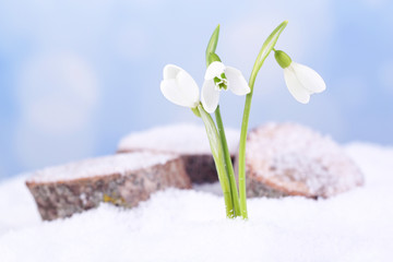 Beautiful snowdrops on snow, on nature winter background