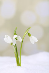 Beautiful snowdrops on snow, on light background