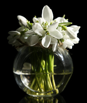 Beautiful Bouquet Of Snowdrops On Black Background