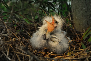 great egret chicks in nest