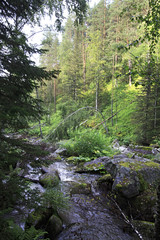 Belokurikha river in the forest on the hillside Sinyuha. Altai K