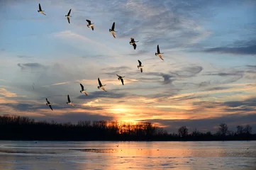 Deurstickers Canadese ganzen vliegen in V-formatie © R. Gino Santa Maria