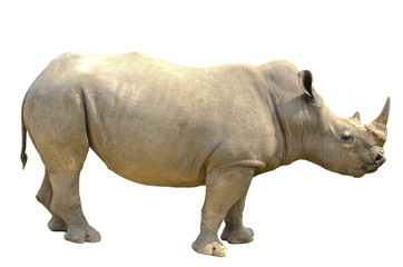 Fototapeta na wymiar white rhino