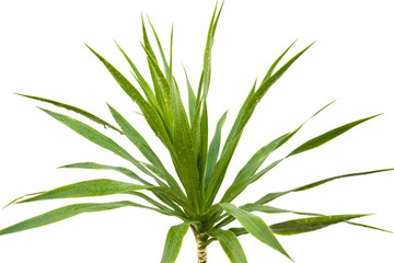 Obraz premium yucca
