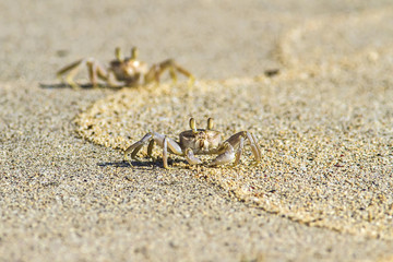 crab on sand beach