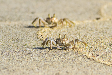 crab on sand beach