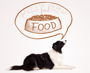 Cute border collie dreaming about food