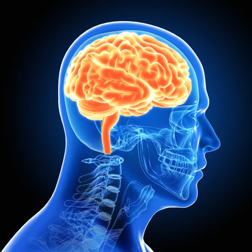 Human Male Brain Scan