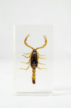 pickled scorpion