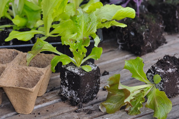 semis de salade