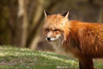 Rotfuchs (Vulpes vulpes)