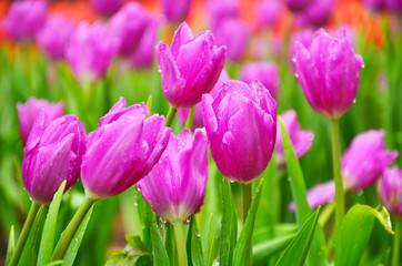 Purple Tulips