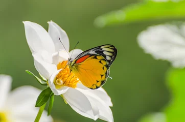 Photo sur Aluminium Papillon Papillon tigre commun sur fleur blanche