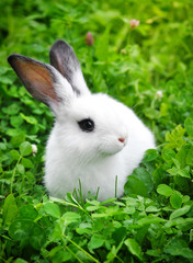 Baby white rabbit in grass