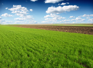 Obraz premium green wheat field and blue cloudy sky