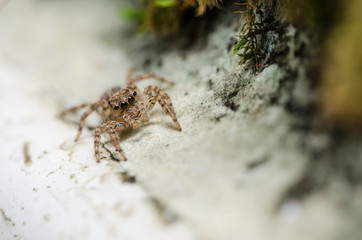 Spider in wall nature background