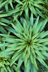 daylily green leaves after watering. top view