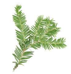 Beautiful yew twig, isolated on white