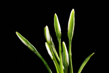 Beautiful snowdrops, isolated on black
