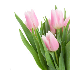 pink   tulips close up