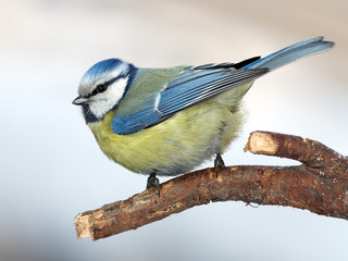 Blue tit