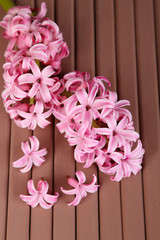 Pink hyacinth on wooden background