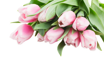 pink   tulips