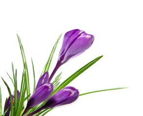 Beautiful violet crocus isolated on white