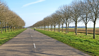 Fototapeta na wymiar Trees and road along farmland in winter