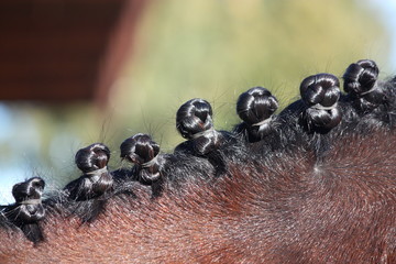 Close up of braided horse mane © virgonira