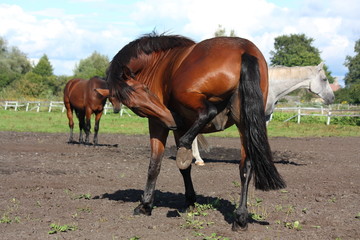 Beautiful brown horse scratching itself