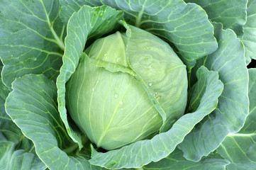 close-up of fresh cabbage