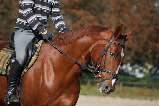 Chestnut horse portrait with rider